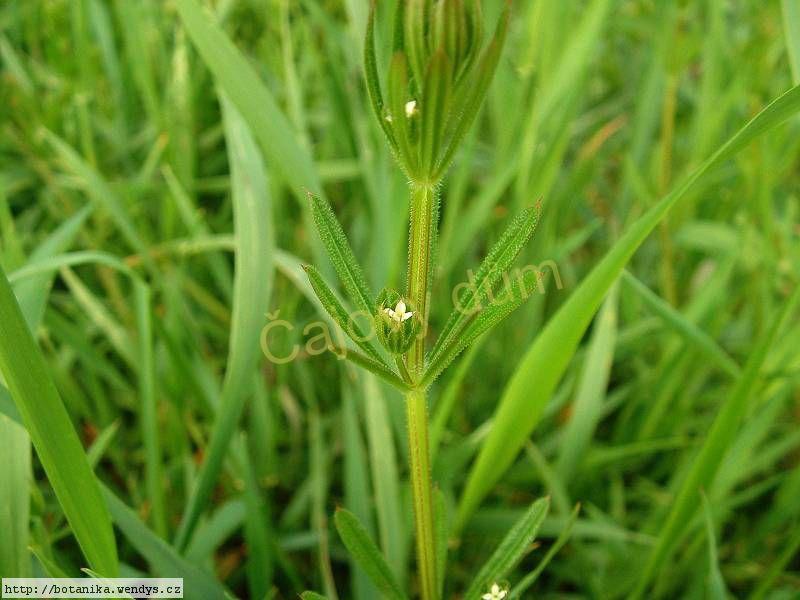 Svízel nať řezaná